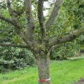 Carpinus betulus - 3