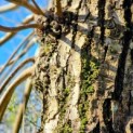 Salix Alba - 1