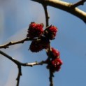 Parrotia persica - winterbloei