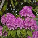 Rhododendron Roseum Elegans - 2