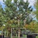 Pinus nigra 'Nigra' - Foto 6