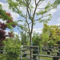 Gleditsia triachantos 'Sunburst' - Foto 1