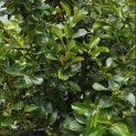 Ilex altaclerensis 'Wilsonii' - Foto 1