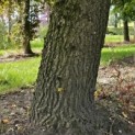 Liquidambar styraciflua - 1