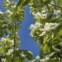 Cornus kousa 'Milky Way' - Foto 1