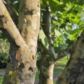 Platanus x Hispanica - Foto 4