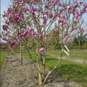 Magnolia 'Susan' - 2