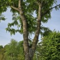 Gleditsia triacanthos 'Skyline' - 3