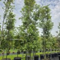 Quercus ilex - 1