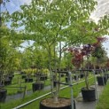 Cornus controversa - 4
