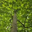 Liriodendron tulipifera - 9