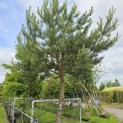 Pinus sylvestris - 10
