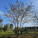Amelanchier lamarckii - 1