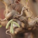 Corylus avellana 'Contorta'