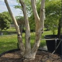 Heptacodium miconioides - Foto 4