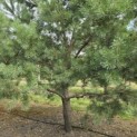 Pinus sylvestris - 3