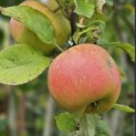 Malus domestica 'Rode Boskoop' - impressie foto half rijpe rode goudreinet