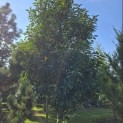 Prunus Lusitanica - 3