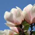 Magnolia 'Soulangeana' - 1