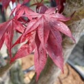 Acer palmatum 'Bloodgood' - Foto 1