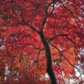 Acer palmatum 'Garnet' - Foto 2
