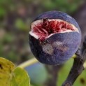 Ficus carica - Foto 6