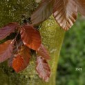 Fagus sylvatica 'Atropunicea' - 1