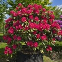 Rhododendron 'Nova Zembla' - Foto 3