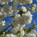 Prunus serrulata 'Shirotae' - Foto 5
