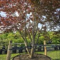 Acer palmatum 'Atropurpureum' - Foto 5