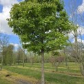 Acer Triflorum - 1