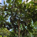 Magnolia grandiflora 'Galissoniere' - Foto 1