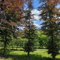 Fagus sylvatica 'Atropunicea' - 9