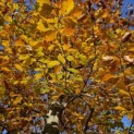 Fagus sylvatica 'Atropunicea' - november 2025