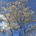 Amelanchier lamarckii - 1