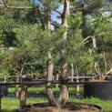 Pinus sylvestris - Foto 4