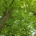 Carpinus betulus - 8