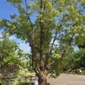 Acer griseum - 1