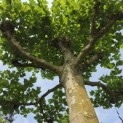 Platanus x hispanica - Foto 3