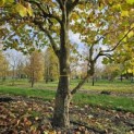 Platanus hispanica - Foto 2