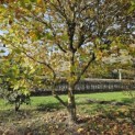 Platanus hispanica - Foto 3
