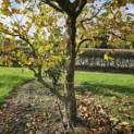 Platanus hispanica - Foto 1
