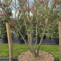 Magnolia 'Susan' - 1