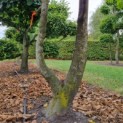 Carpinus betulus - haagbeuk bonsai
