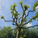 Platanus x hispanica 'Alphen's Globe' - 8