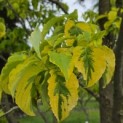 Cornus Florida 'Rainbow' - 1