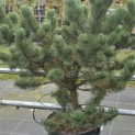 Pinus nigra Oregon Green - 2