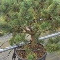 Pinus nigra Oregon Green - 1