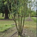 Cornus kousa 'Stellar Pink' - 2