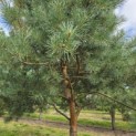 Pinus sylvestris - Foto 2